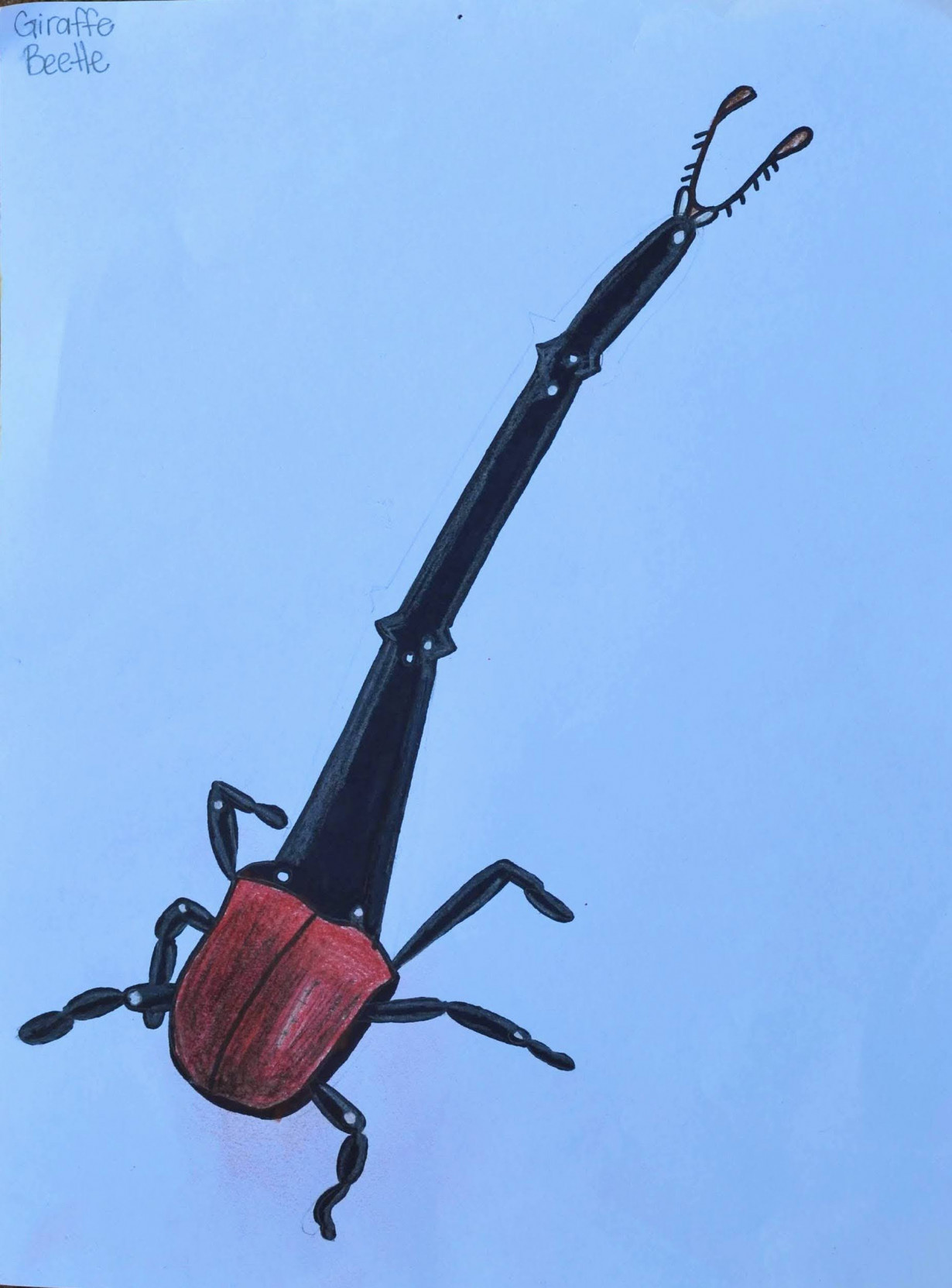 Giraffe Beetle