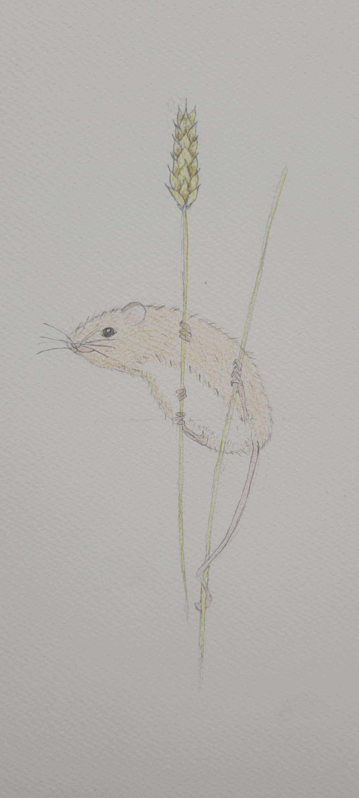 Little field mouse