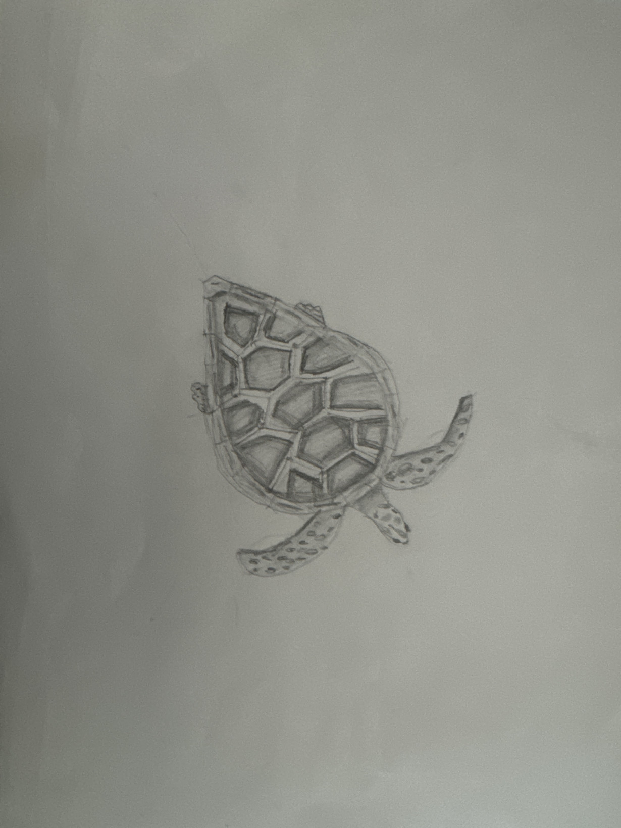 The Sea Turtle