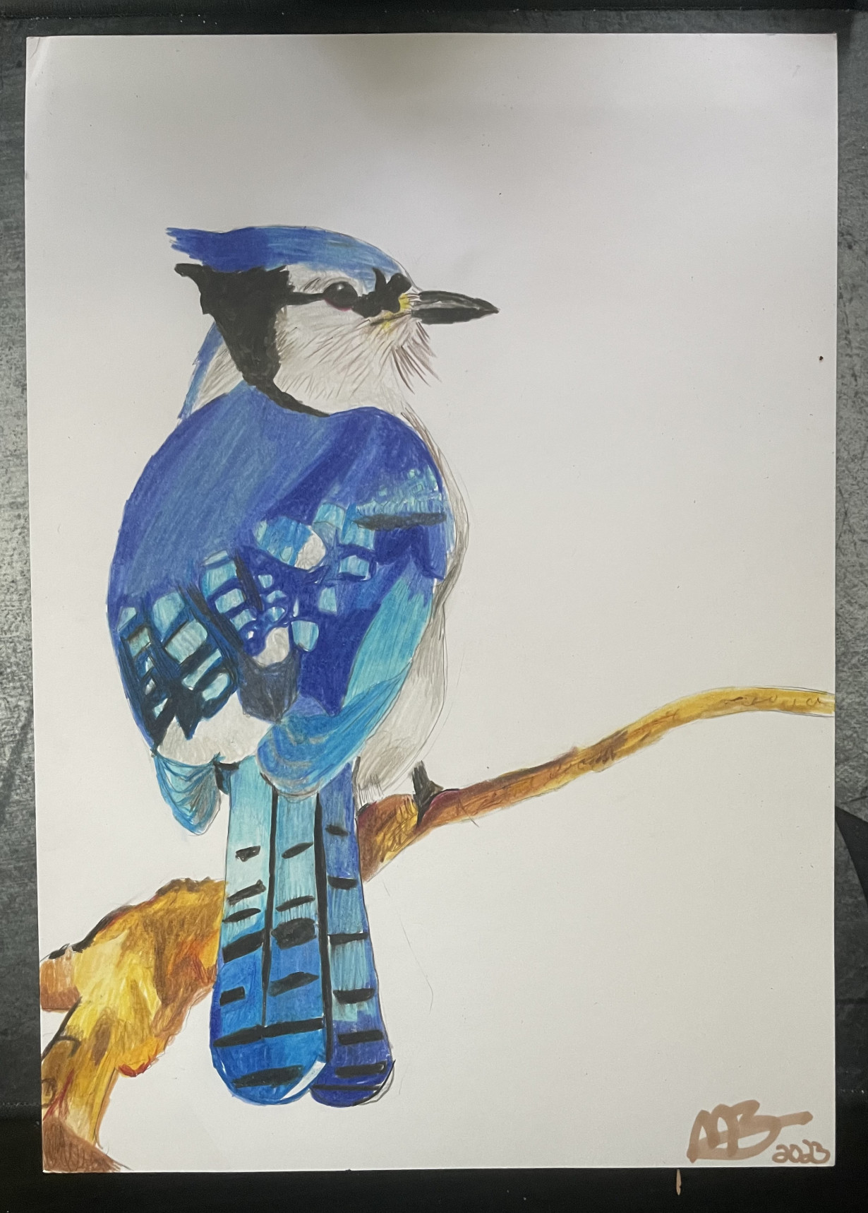 Blue Jay